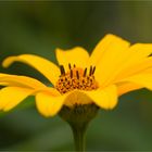 Sonnenauge (Heliopsis helianthoides).