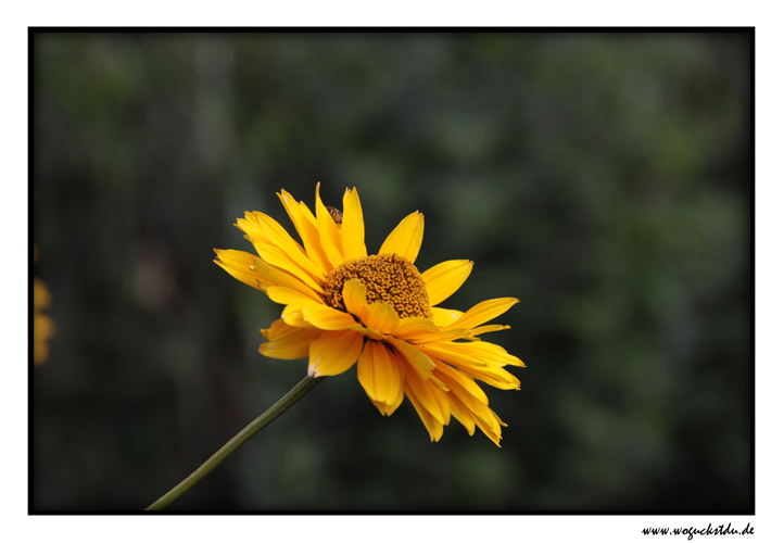 Sonnenauge [Heliopsis helianthoides]