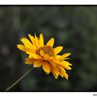 Sonnenauge [Heliopsis helianthoides]