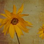  Sonnenauge (Heliopsis helianthoides) ?