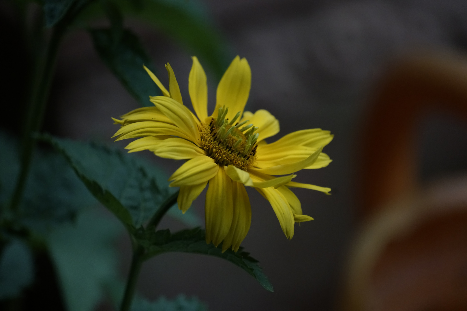 Sonnenauge (Heliopsis helianthoides) Sole d'Oro