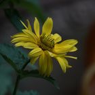 Sonnenauge (Heliopsis helianthoides) Sole d'Oro