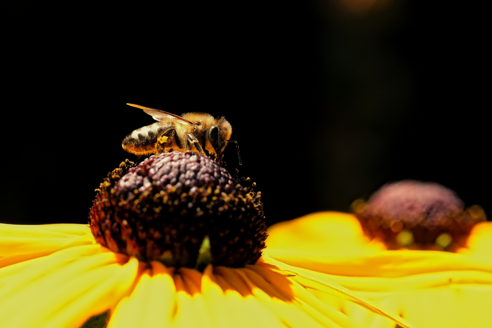 Sonnenauge mit Besuch