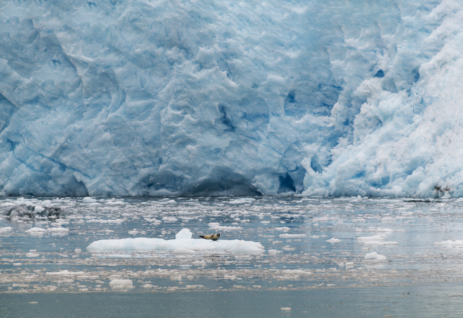 "Sonnenbad" am Aialik Glacier in Alaska 