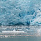 "Sonnenbad" am Aialik Glacier in Alaska 