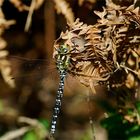 Sonnenbad am Farnkraut -Blaugrüne Mosaikjungfer – Aeshna cyanea