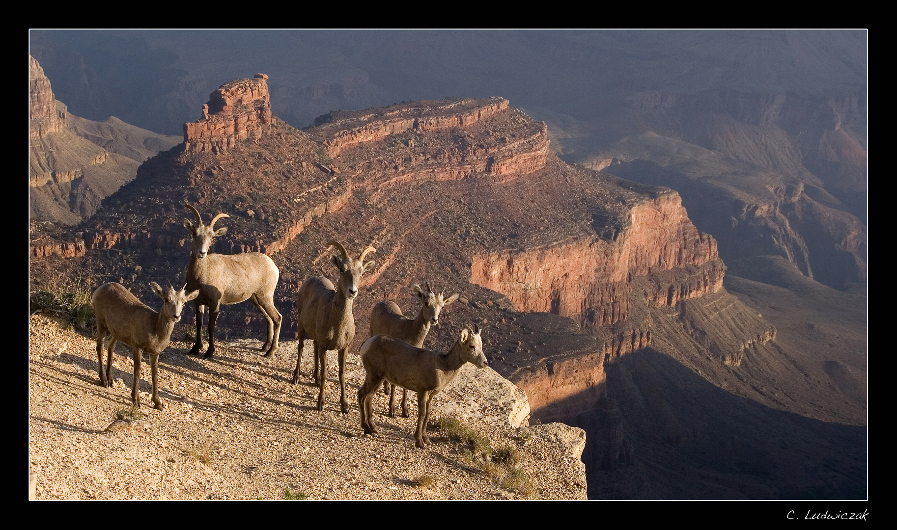 Sonnenbad am Grand Canyon