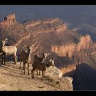 Sonnenbad am Grand Canyon