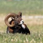 Sonnenbad am Morgen - Kapitaler Mufflonwidder auf einem Feld - Wildelife