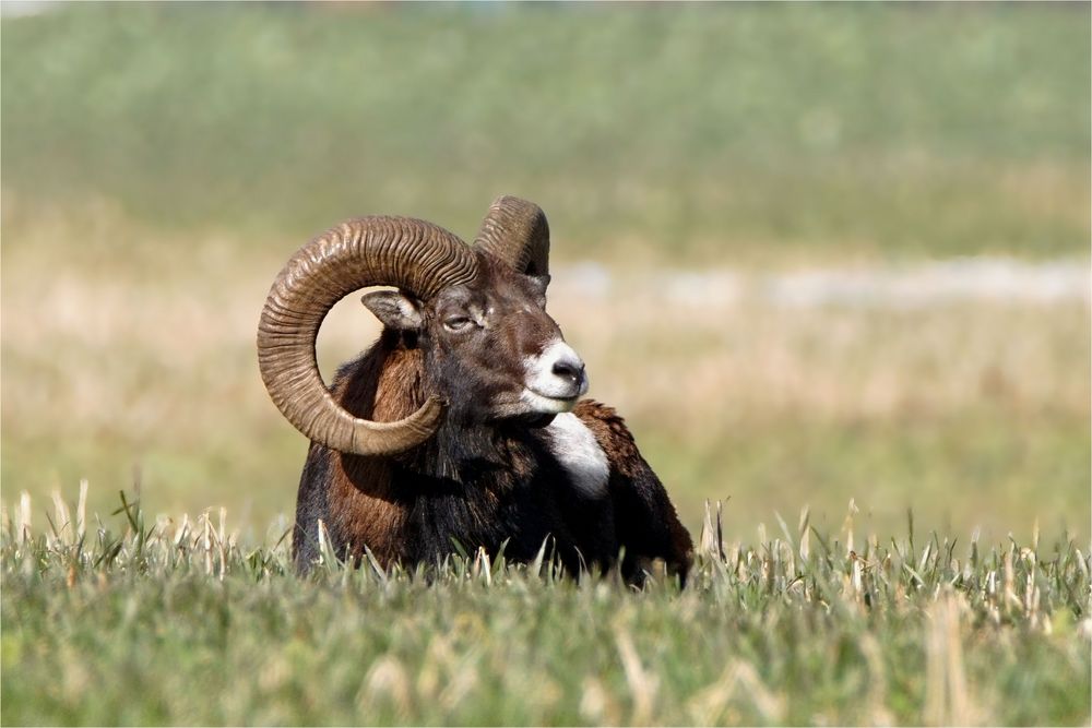 Sonnenbad am Morgen - Kapitaler Mufflonwidder auf einem Feld - Wildelife