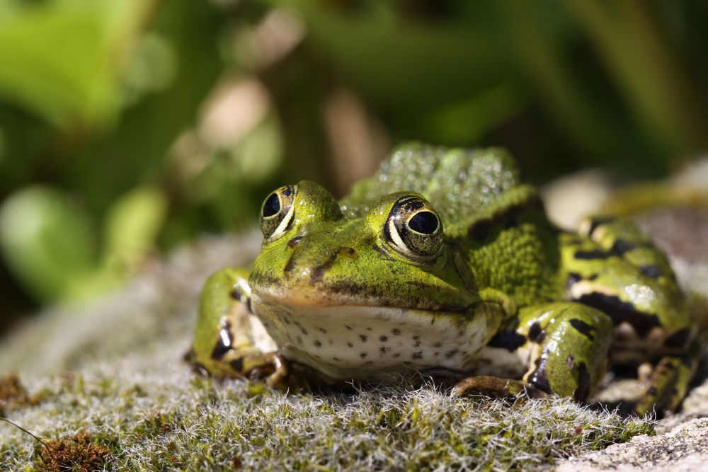 Sonnenbad am Teich Foto & Bild tiere, wildlife, amphibien & reptilien