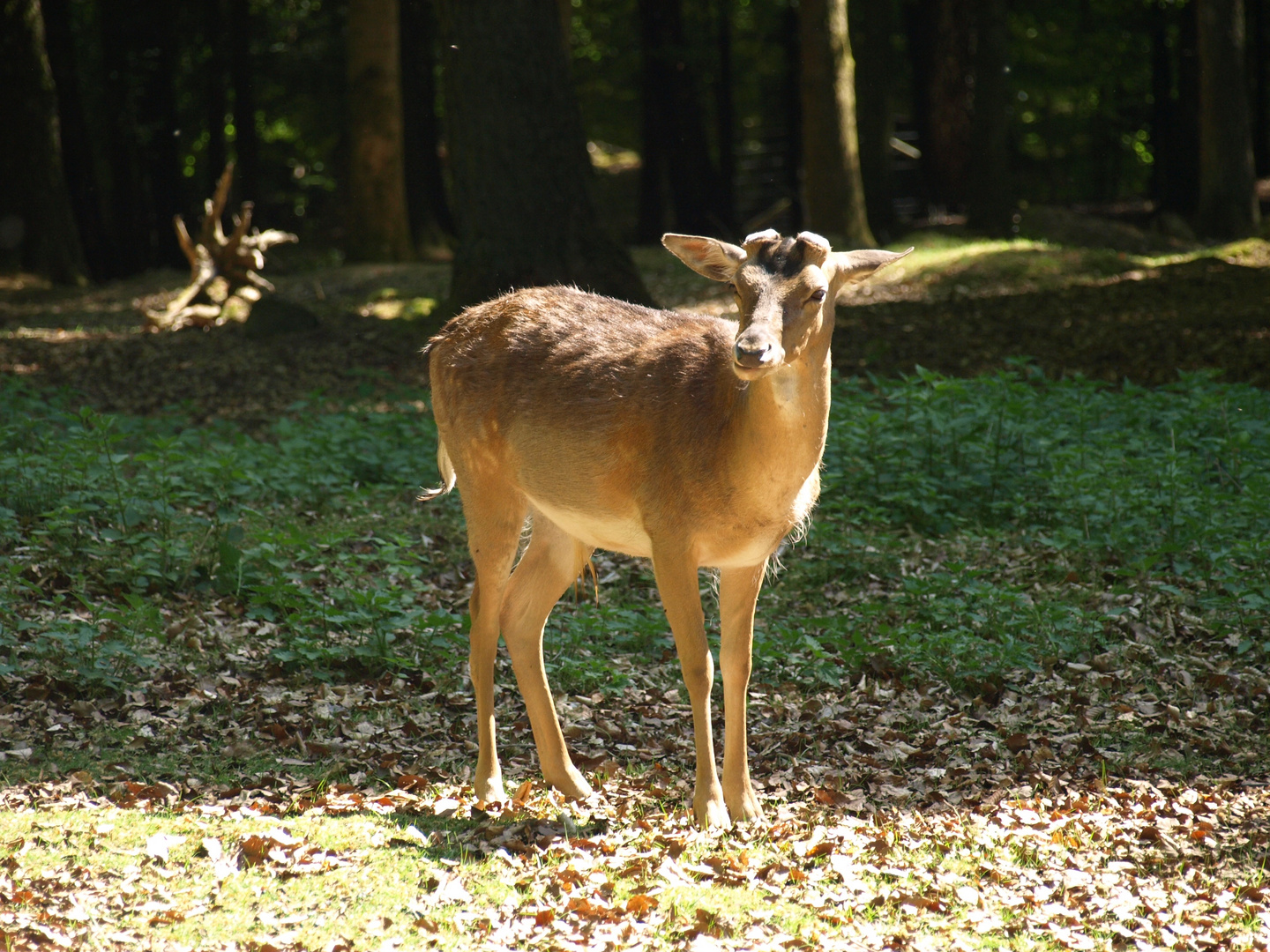 Sonnenbad an der Waldlichtung