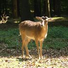 Sonnenbad an der Waldlichtung