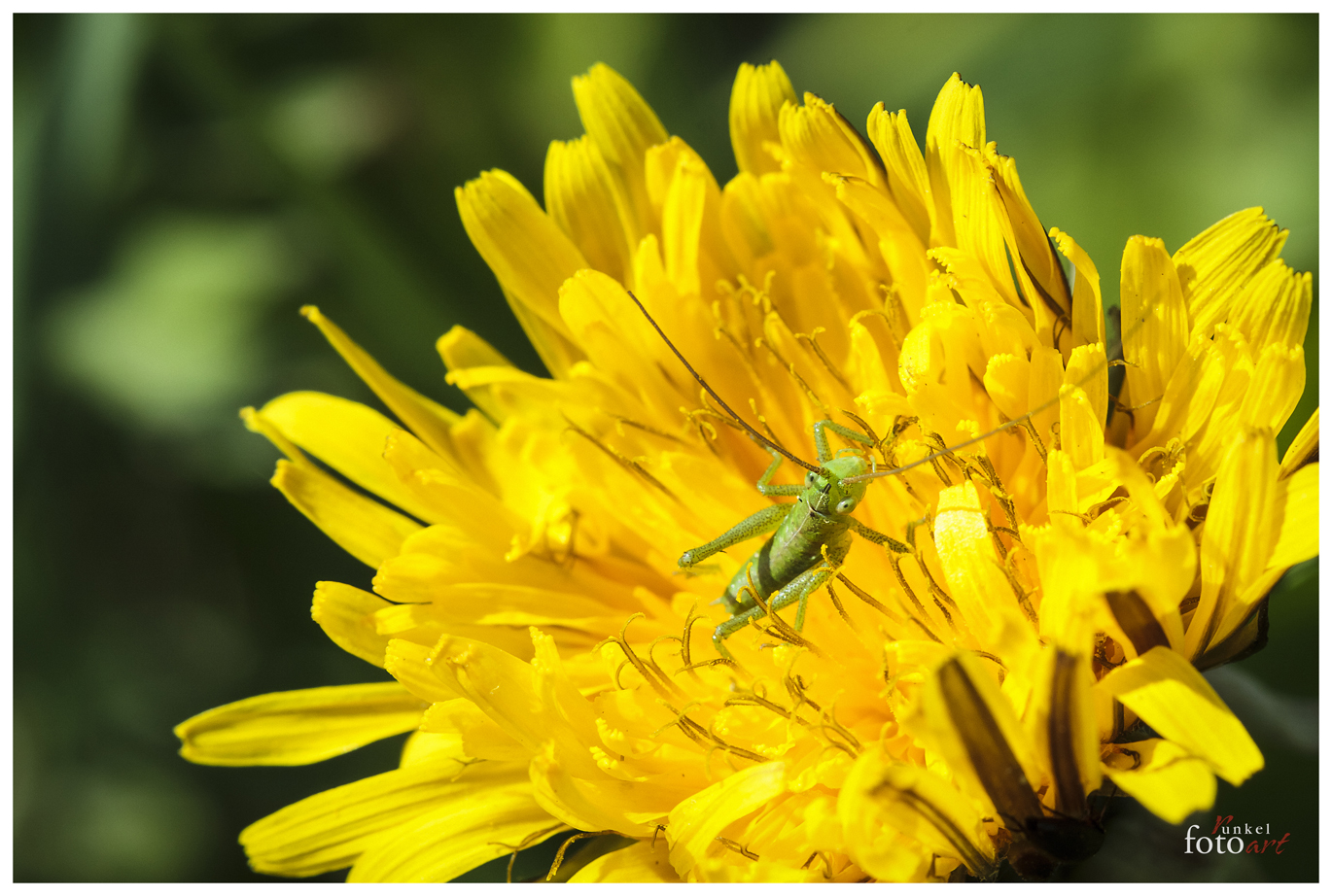 Sonnenbad auf Blüte