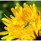 Sonnenbad auf Blüte