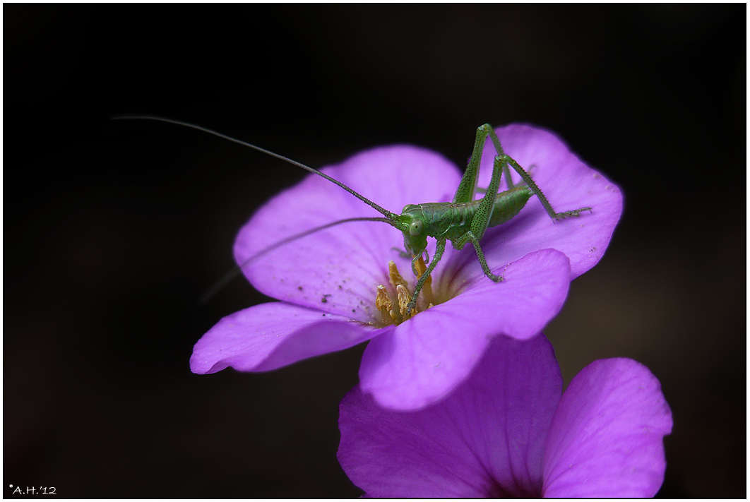 Sonnenbad auf Blüte