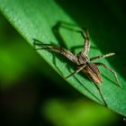 Sonnenbad auf dem Blatt