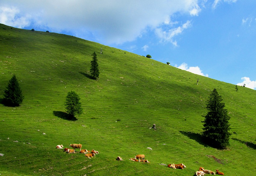 Sonnenbad auf der Alm