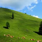 Sonnenbad auf der Alm