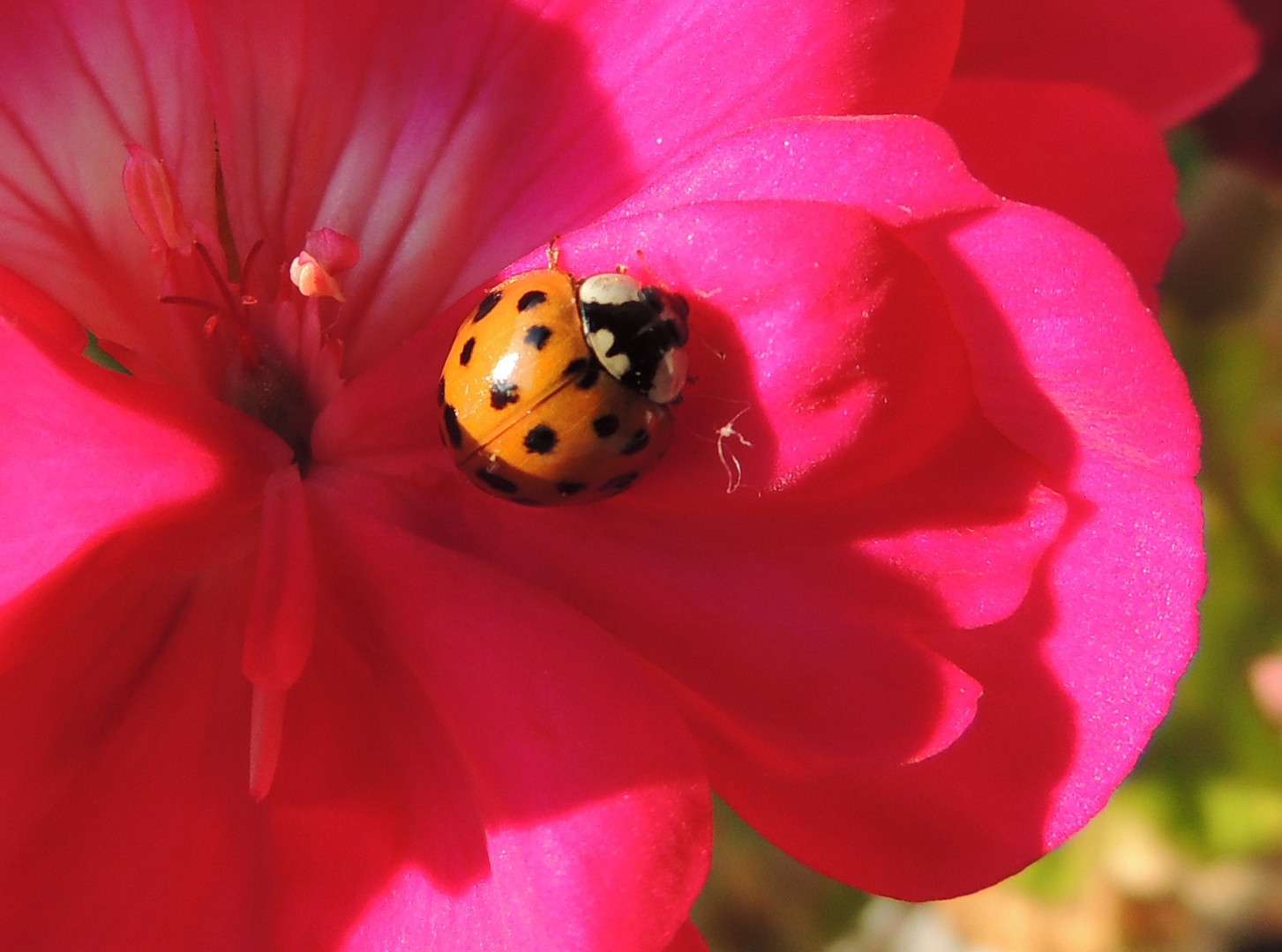 Sonnenbad auf der Blüte