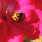 Sonnenbad auf der Blüte