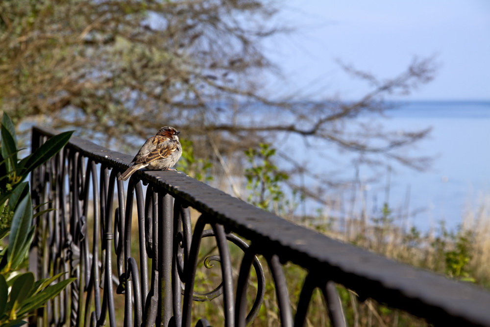 Sonnenbad auf der Mainau