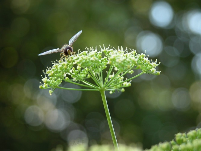 Sonnenbad auf der Petersilienblüte