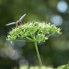 Sonnenbad auf der Petersilienblüte