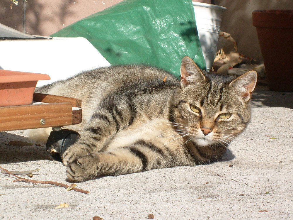 Sonnenbad auf der Terrasse