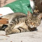 Sonnenbad auf der Terrasse