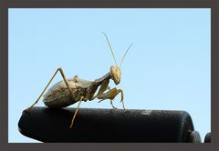 Sonnenbad auf Sonnenblende