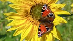 Sonnenbad auf Sonnenblume