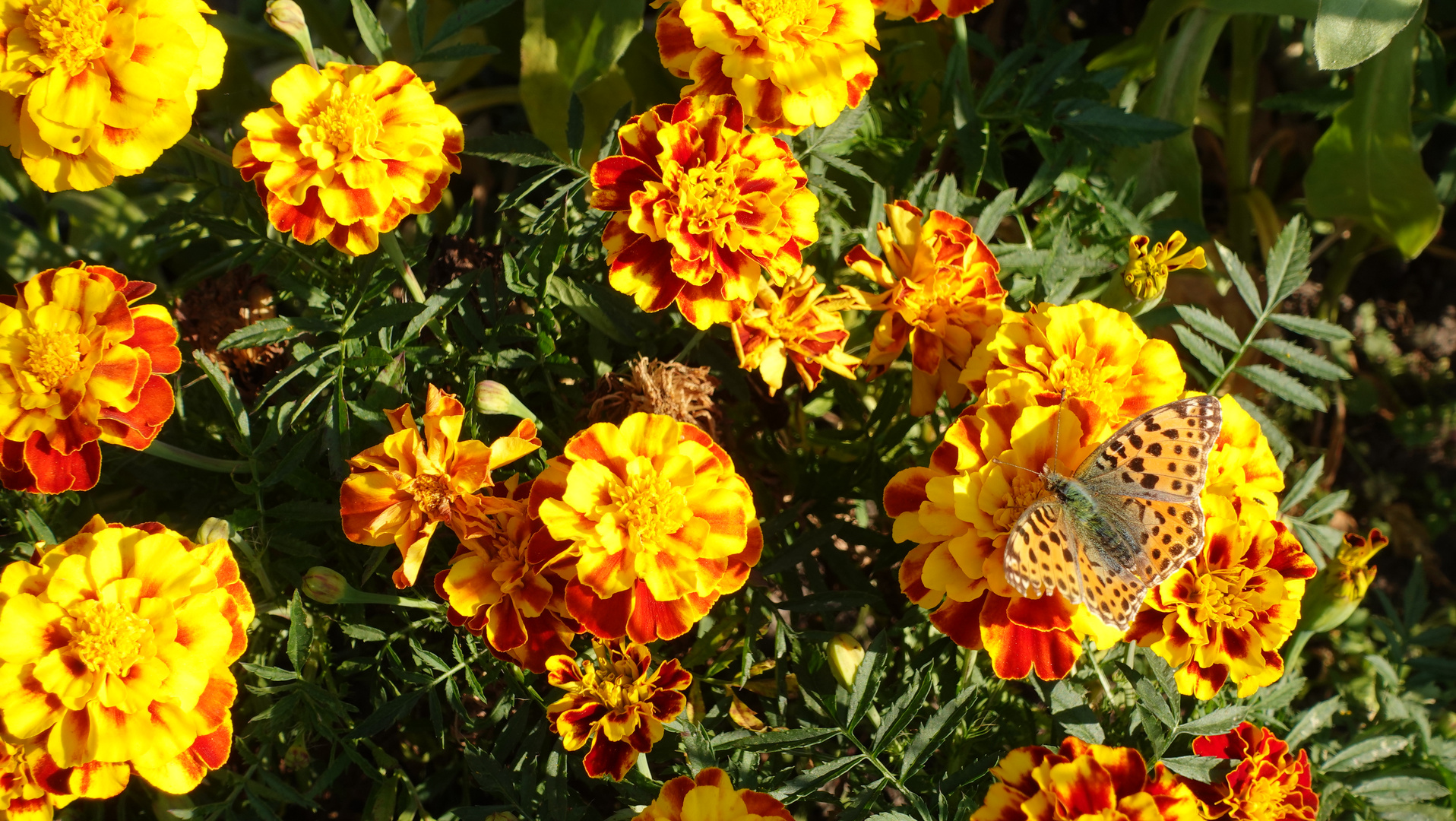 Sonnenbad auf Studentenblume