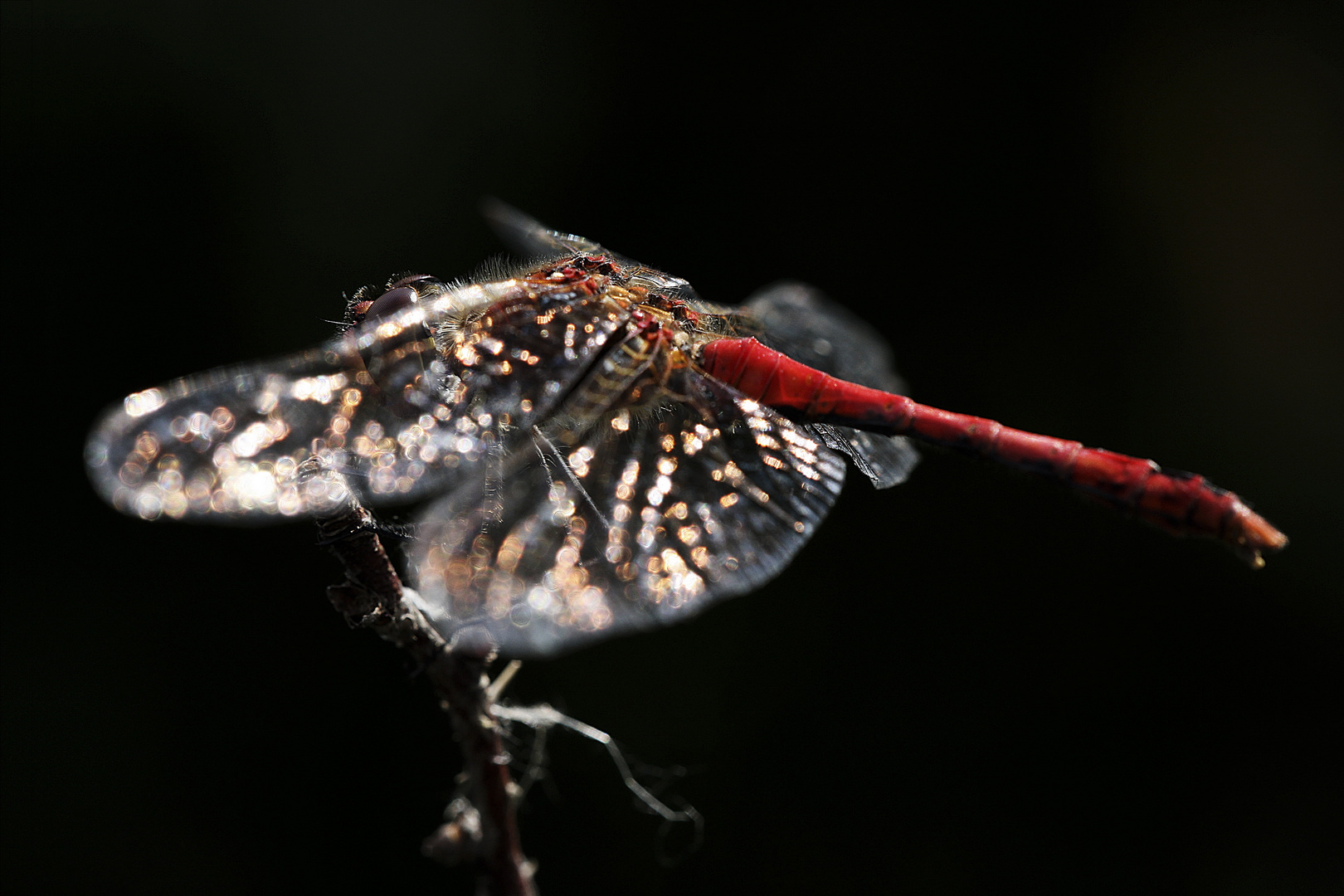 Sonnenbad - Blutrote Heidelibelle Sympetrum sanguineum 