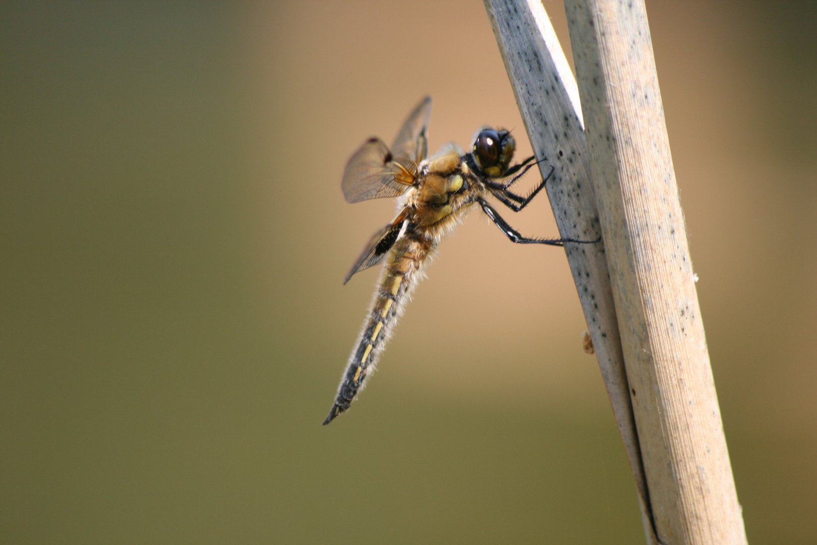 Sonnenbad der Libelle