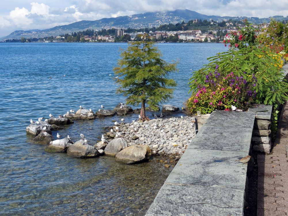 Sonnenbad der Möwen am Genfer See