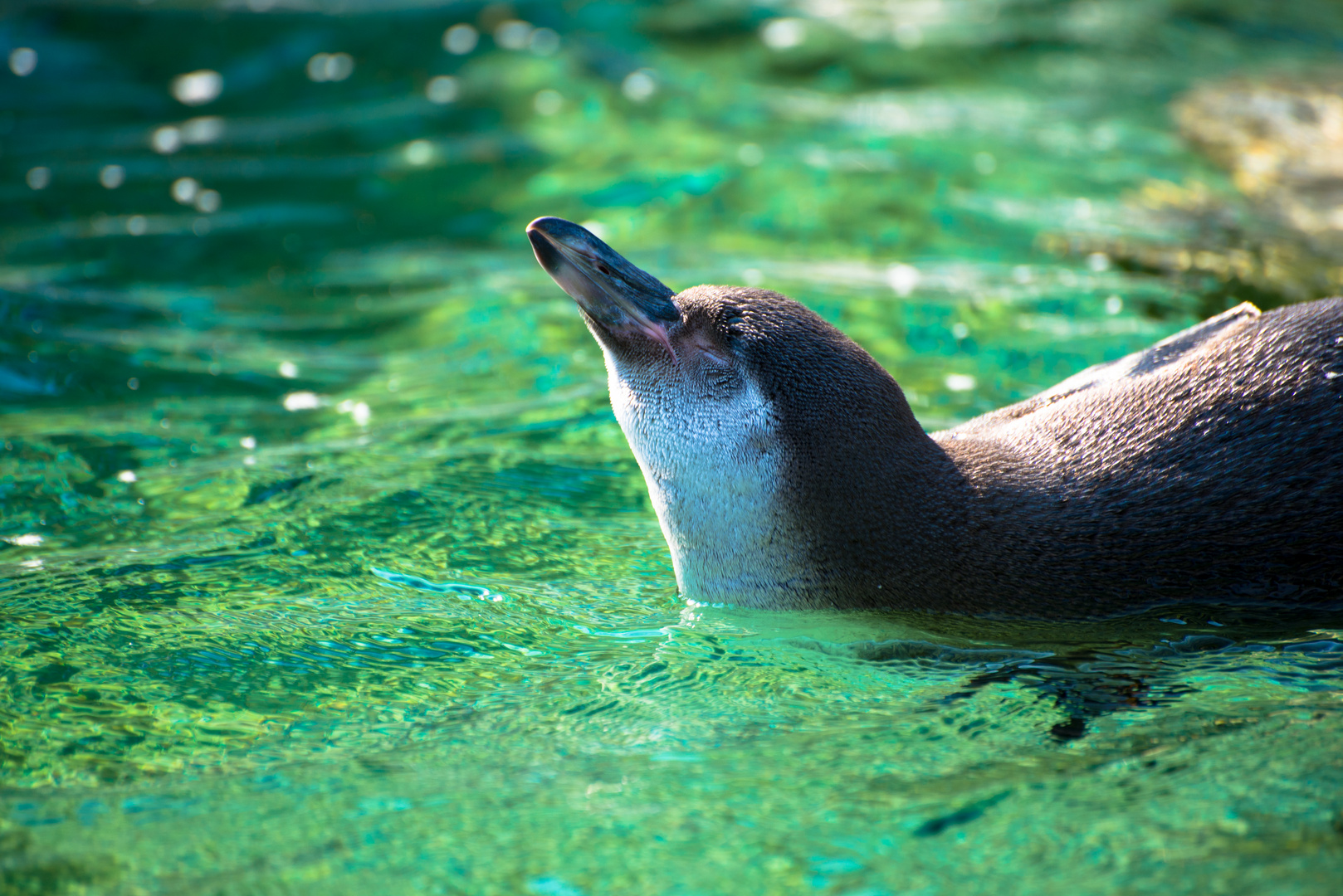 Sonnenbad der Pinguine