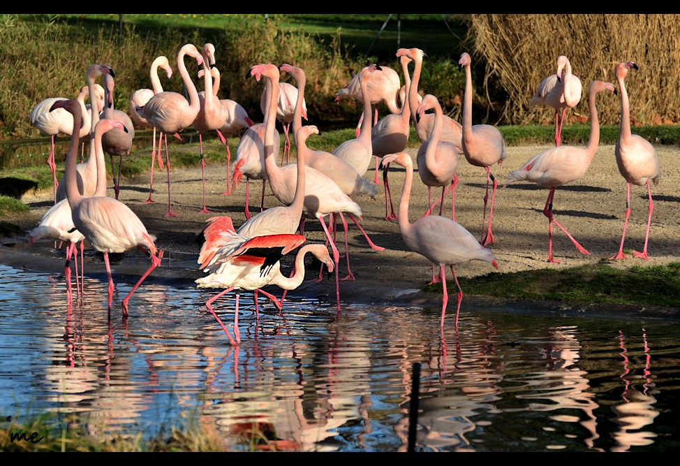 Sonnenbad der Rosa Flamingos