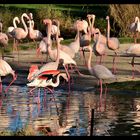 Sonnenbad der Rosa Flamingos