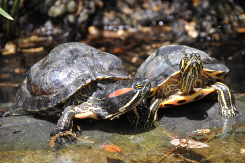 Sonnenbad der Schildkröten