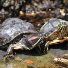 Sonnenbad der Schildkröten