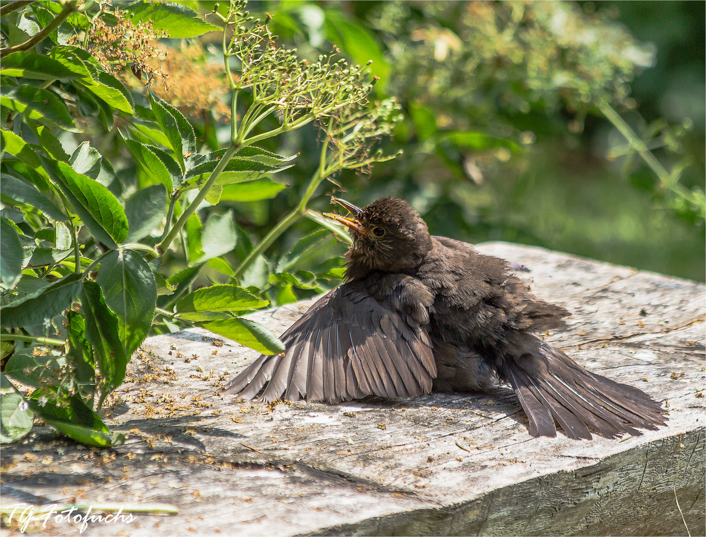 Sonnenbad einer Amsel