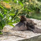 Sonnenbad einer Amsel