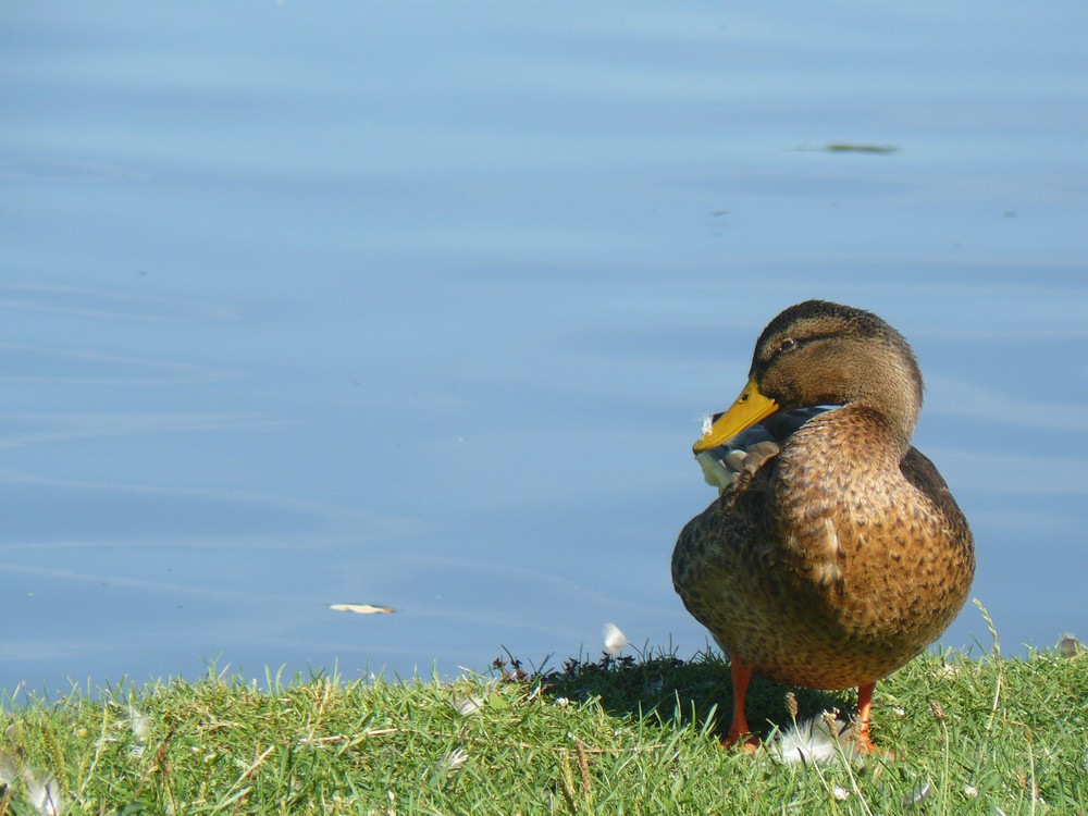 Sonnenbad einer Ente