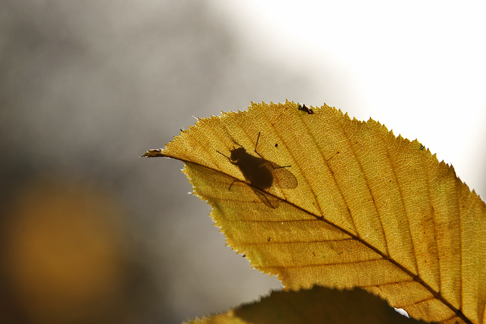 Sonnenbad einer Fliege