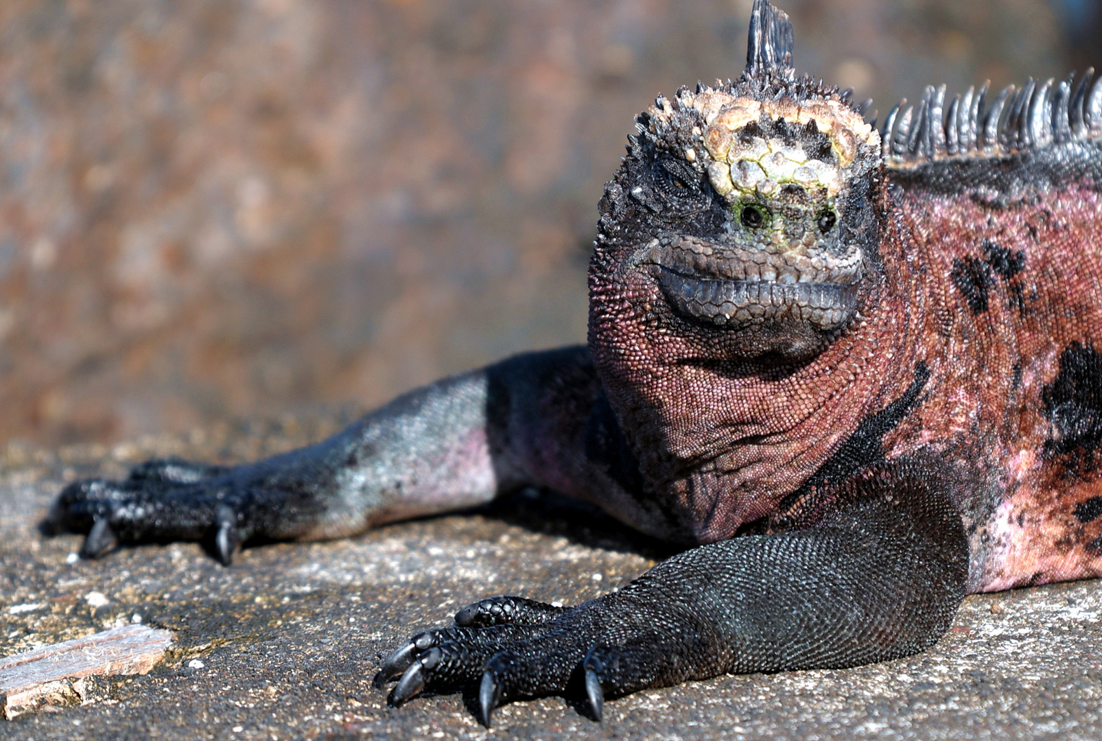 Sonnenbad einer Galapagos Meerechse