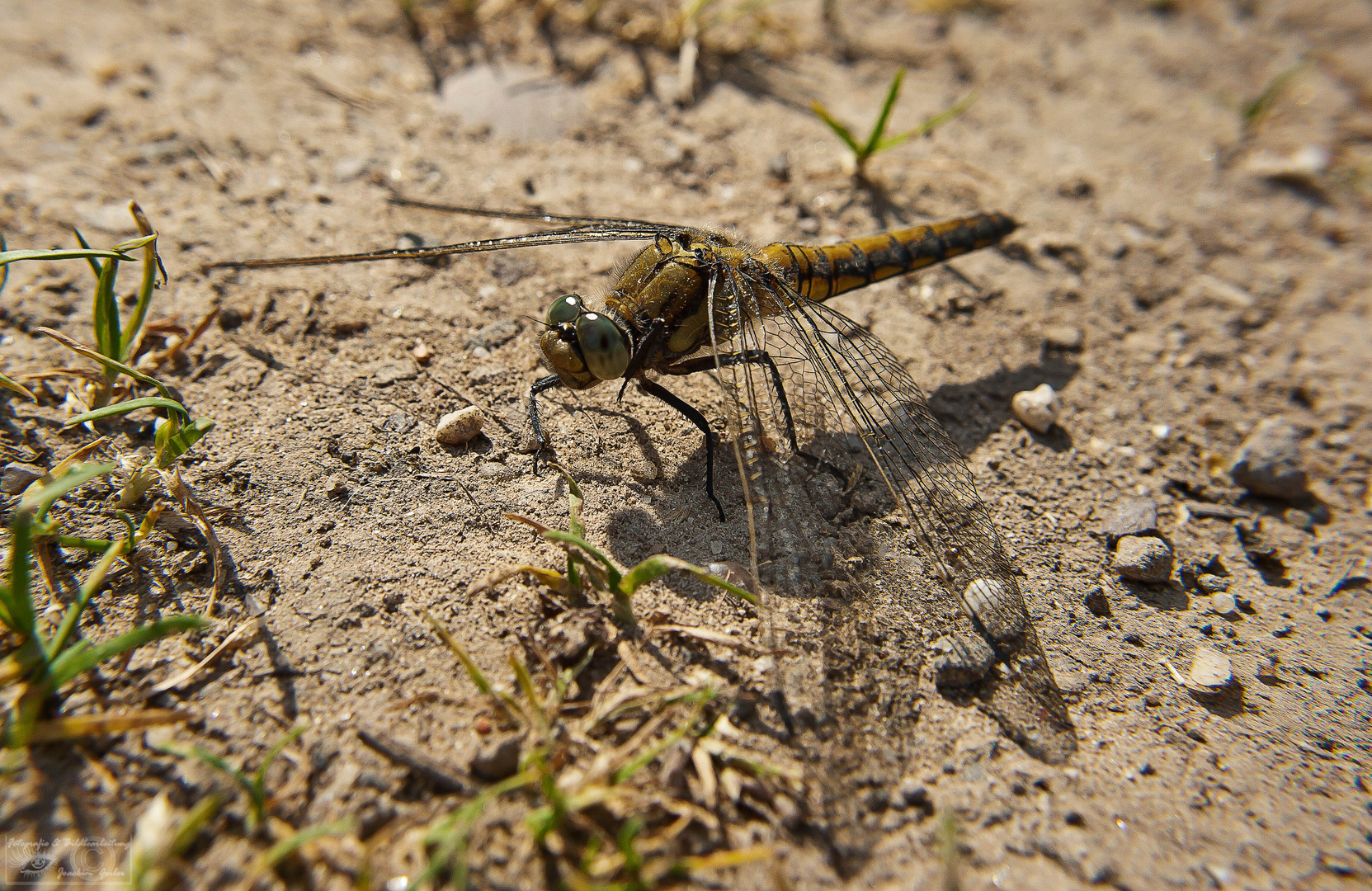 Sonnenbad einer Libelle