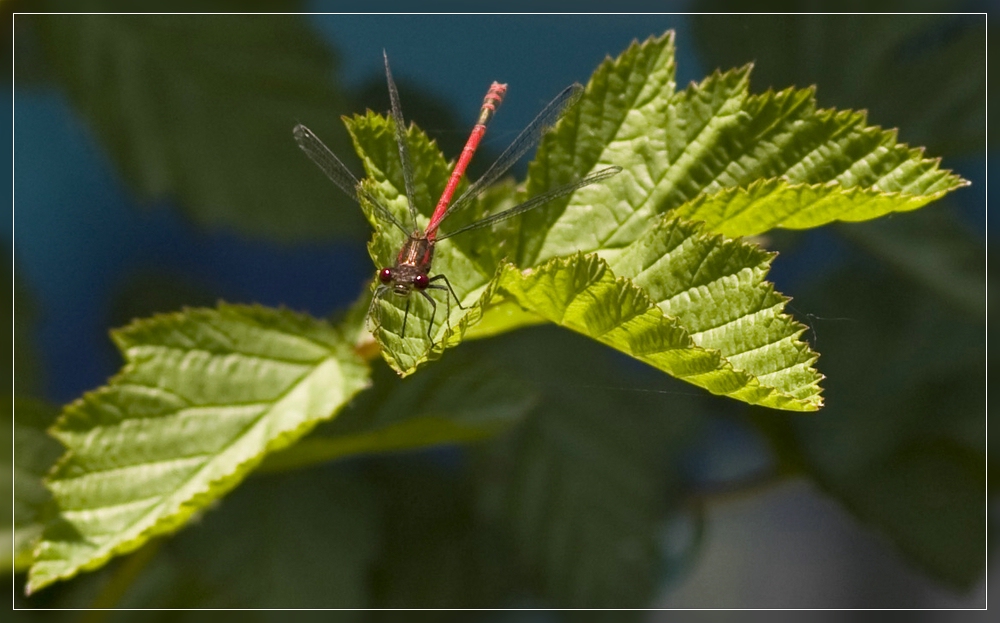 Sonnenbad einer Libelle