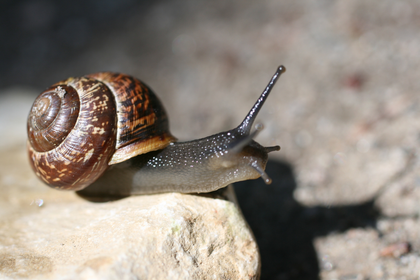 Sonnenbad einer Schnecke...