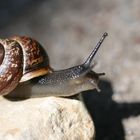 Sonnenbad einer Schnecke...